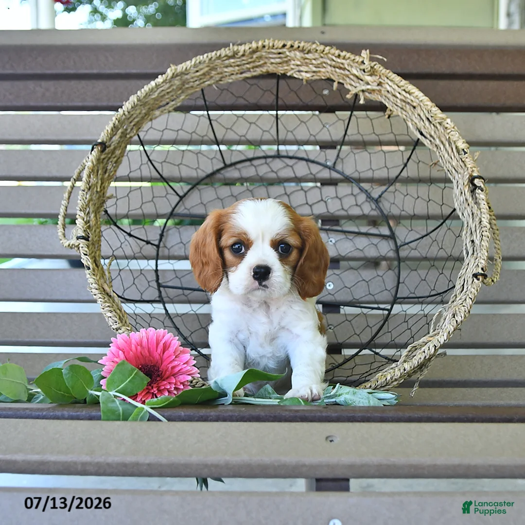 Cavalier King Charles Spaniel dogs for sale: Baxton - Ad 2