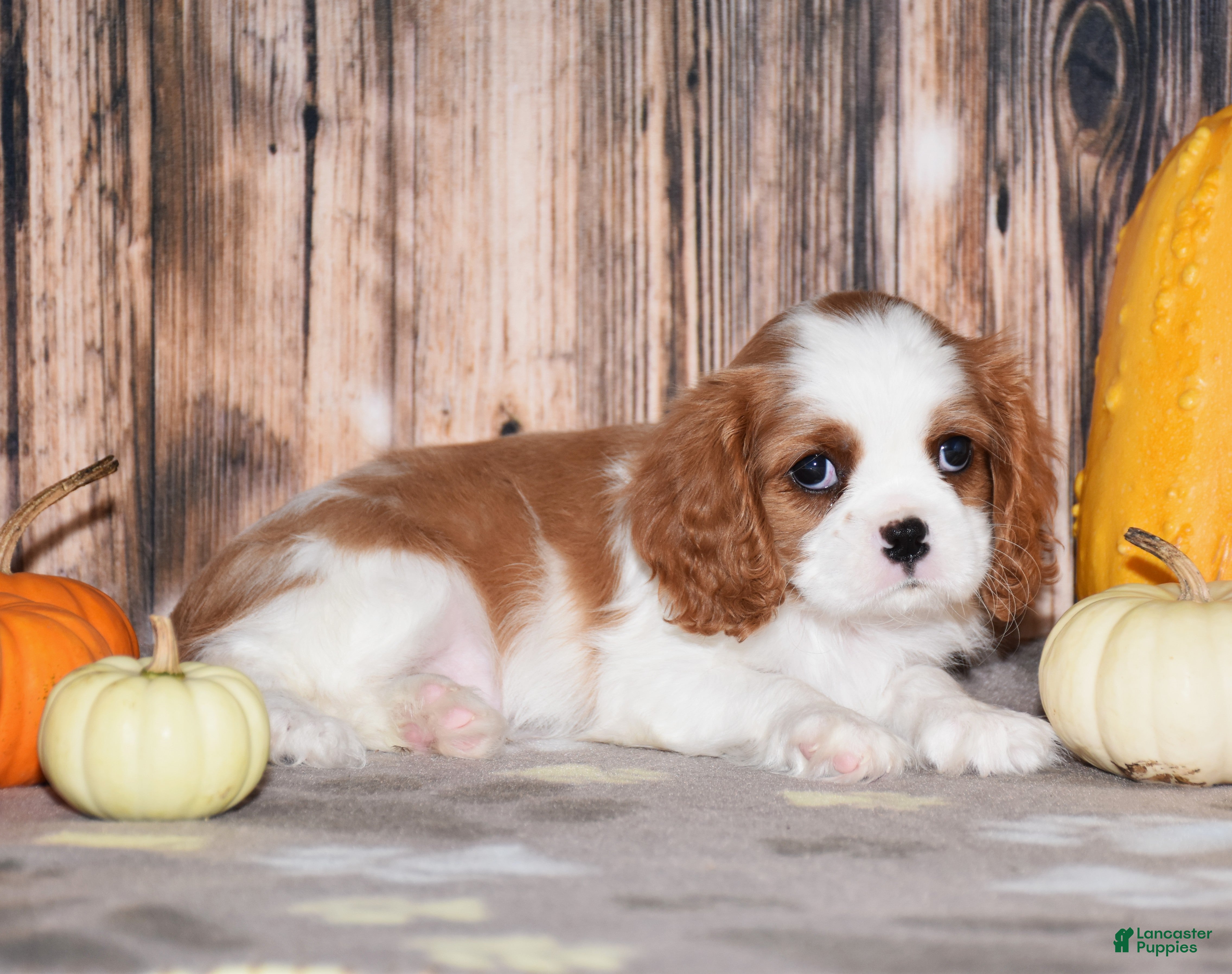 Cavalier King Charles Spaniel dogs Clove - Ad 1