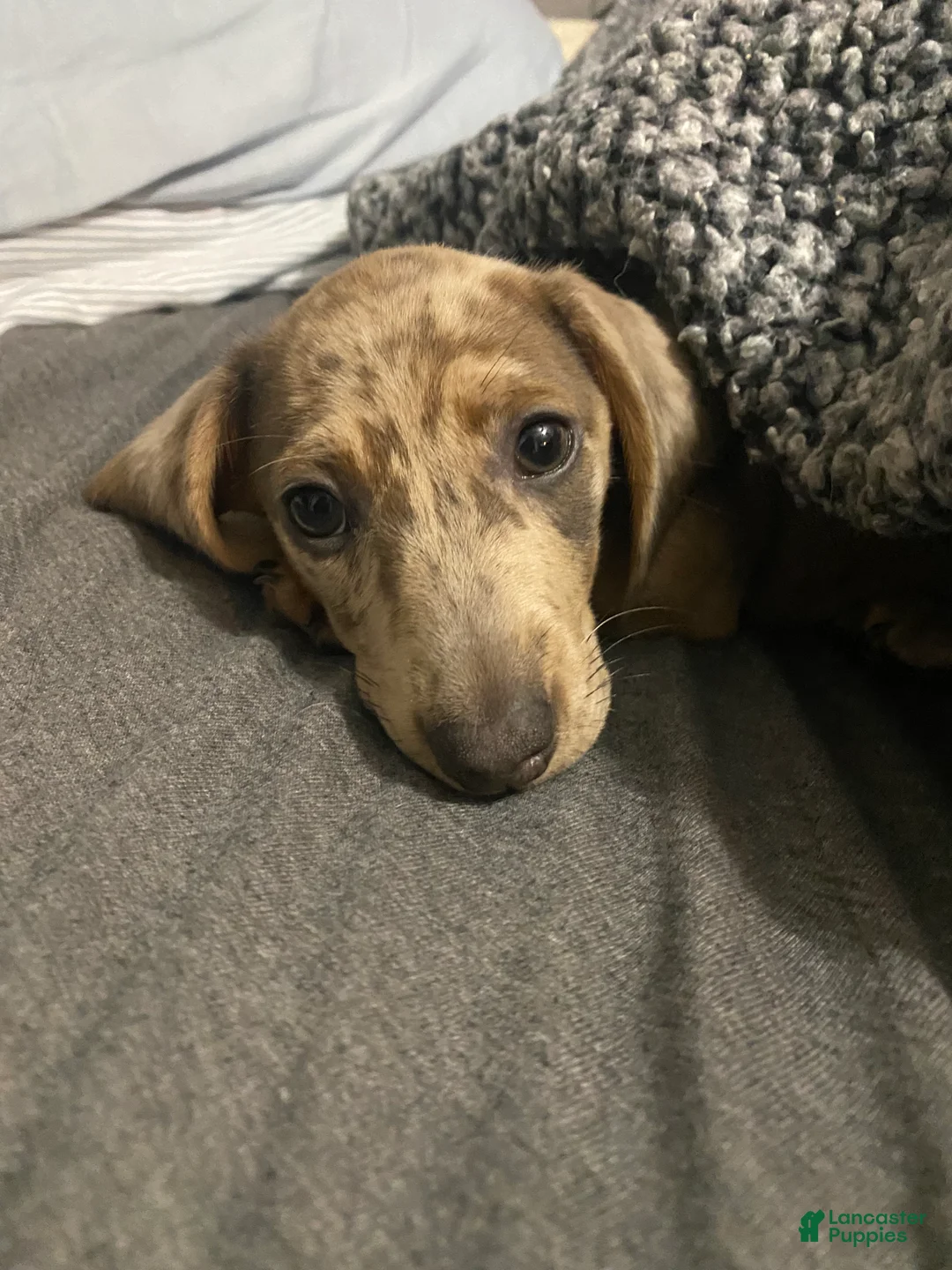 Miniature Dachshund dogs for sale: Ashley - Ad 1