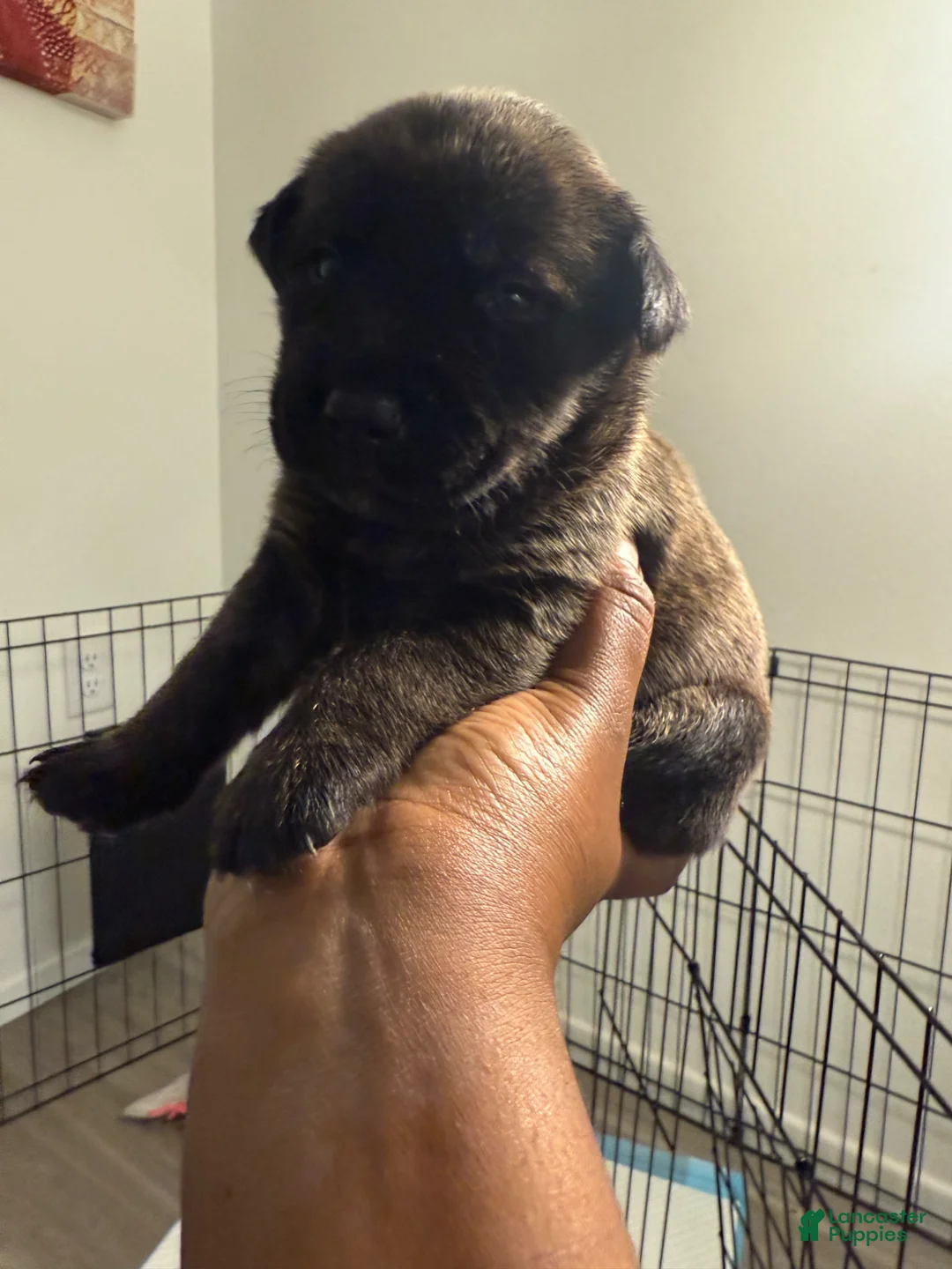 Mixed Breed dogs for sale: Mixed Breed Puppy 1 - Ad 1