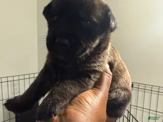 Mixed Breed dogs Mixed Breed Puppy 1 - Ad 3