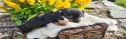 Miniature Dachshund dogs for sale: Zara - Ad 5