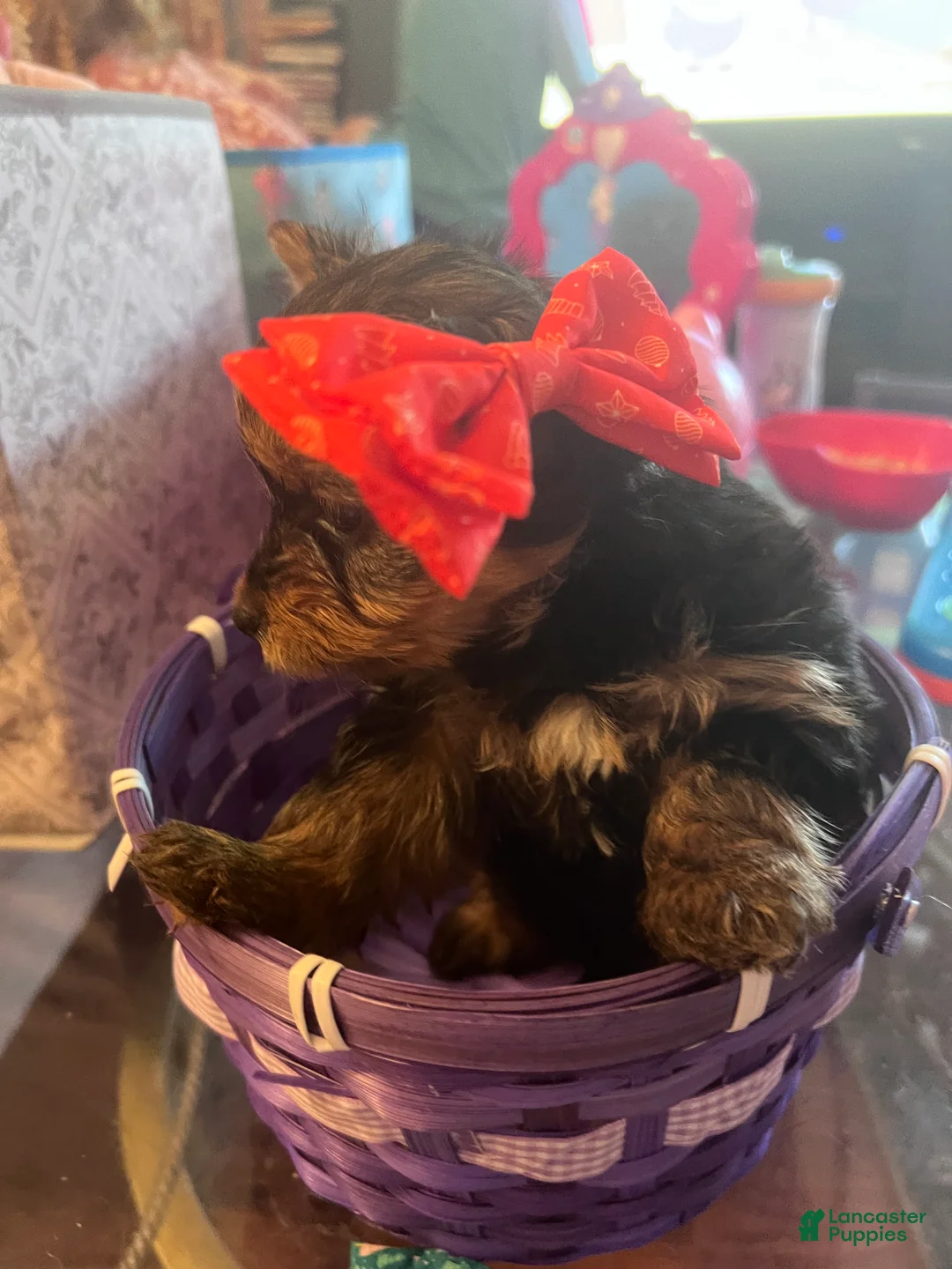 Yorkshire Terrier dogs for sale: Yorkshire Terrier Puppy 3 - Ad 1