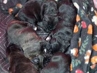 Mixed Breed dogs Mixed Breed Puppy 2tropical - Ad 20