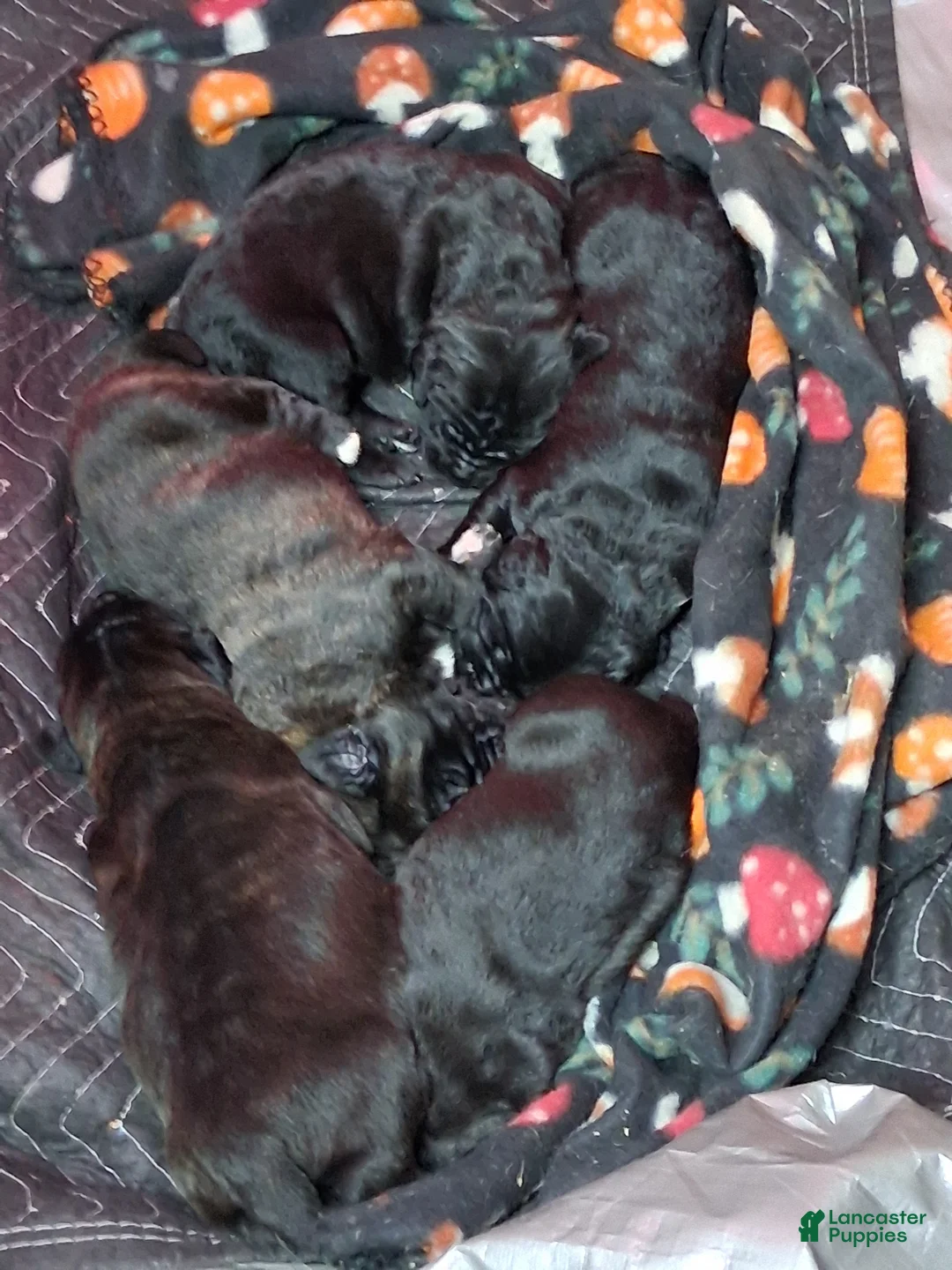 Mixed Breed dogs for sale: Mixed Breed Puppy 2tropical - Ad 1