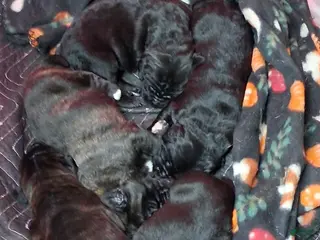 Mixed Breed dogs Mixed Breed Puppy 2tropical - Ad 9