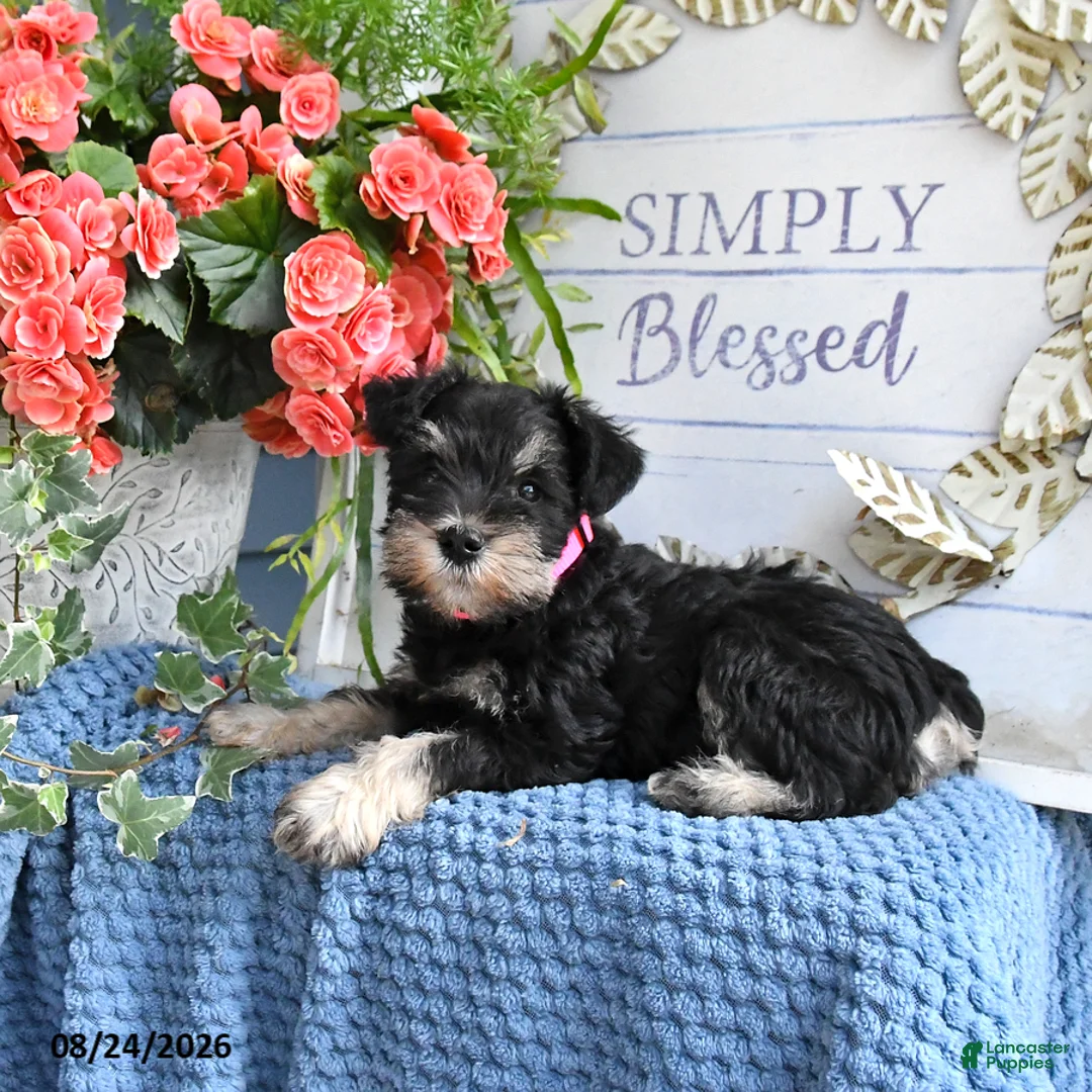 Miniature Schnauzer dogs for sale: Magenta - Ad 2