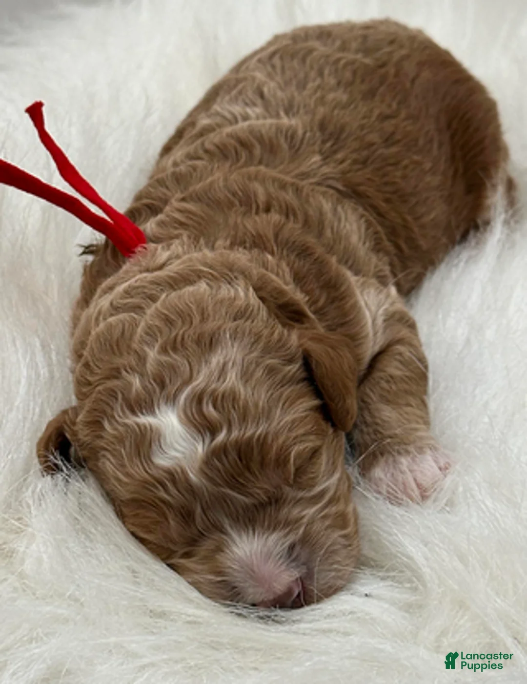 Goldendoodle dogs for sale: Red boy - Ad 1