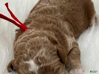 Goldendoodle dogs Red boy - Ad 8