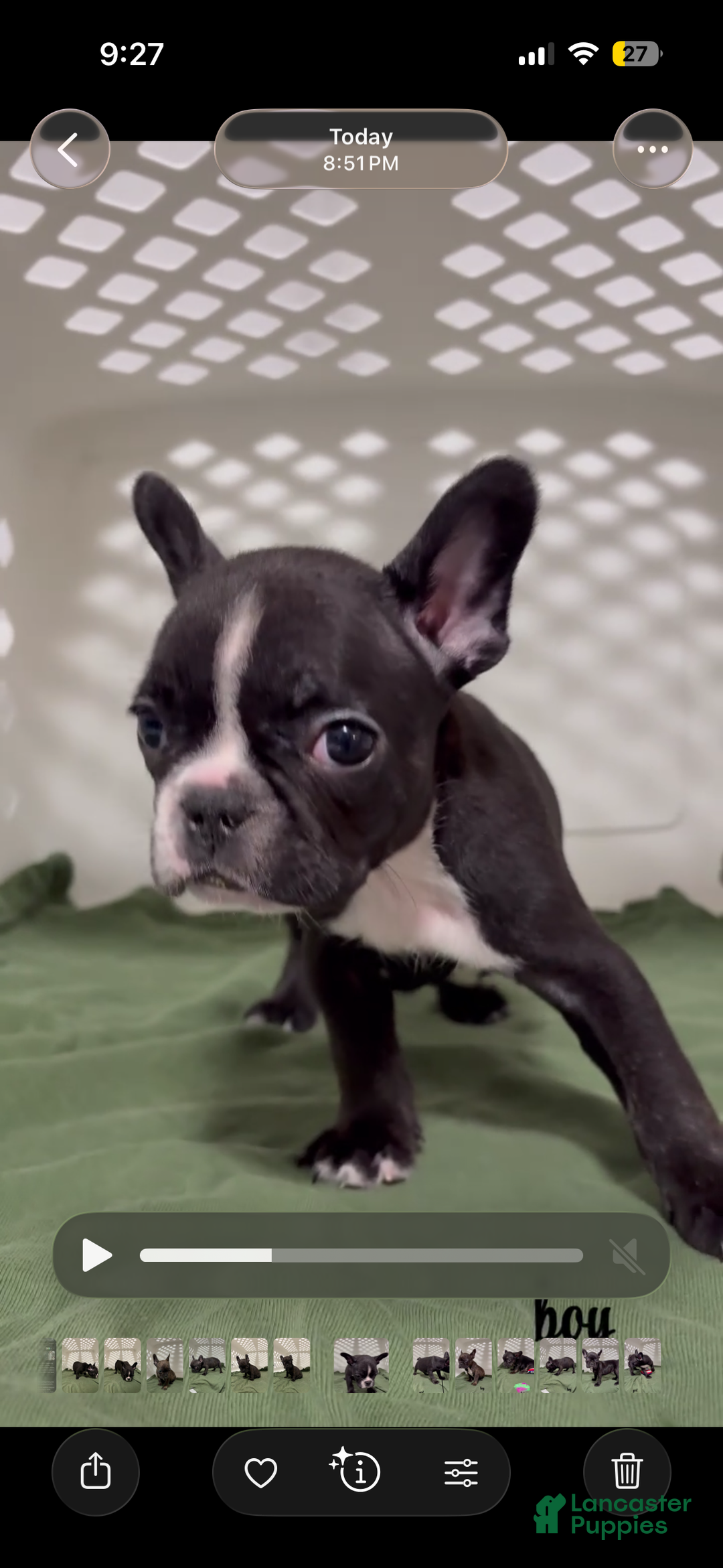 French Bulldog dogs for sale: French Bulldog Puppy 1 - Ad 1