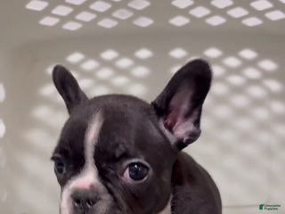 French Bulldog dogs French Bulldog Puppy 1 - Ad 23