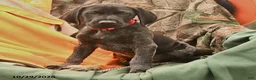 German Shorthaired Pointer dogs for sale: Scout - Ad 4