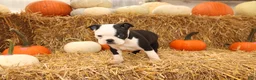 Boston Terrier dogs for sale: Albert - Ad 3