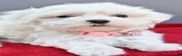 Maltese dogs for sale: Darcey - Ad 6