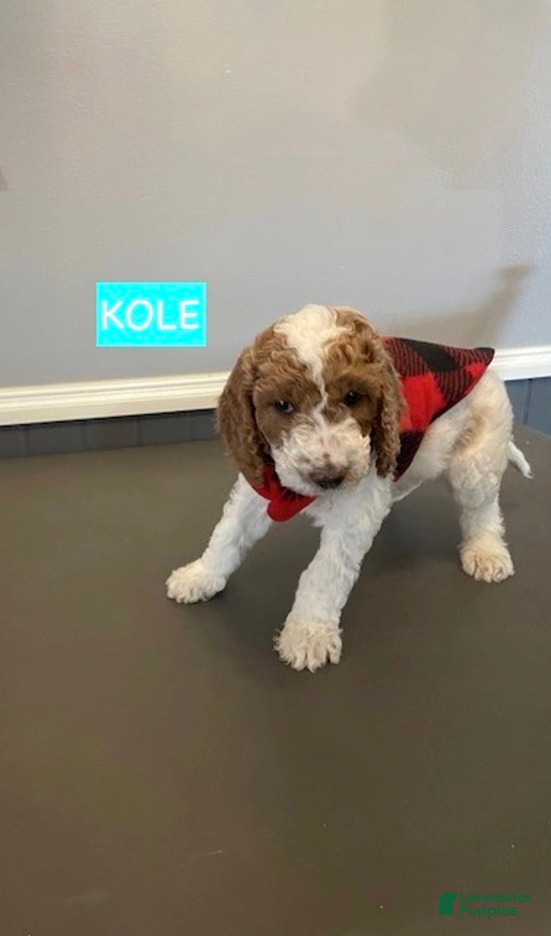 Miniature Labradoodle dogs for sale: Labradoodle Puppy 1 - Ad 3