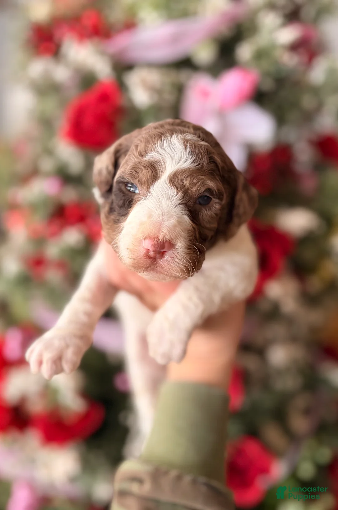 Goldendoodle dogs for sale: Goldendoodle Puppy 7 - Ad 1