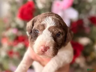 Goldendoodle dogs Goldendoodle Puppy 7 - Ad 10