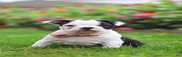 Boston Terrier dogs for sale: Sherry - Ad 6