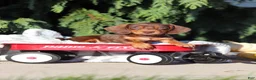Dachshund dogs for sale: Mudge - Ad 3