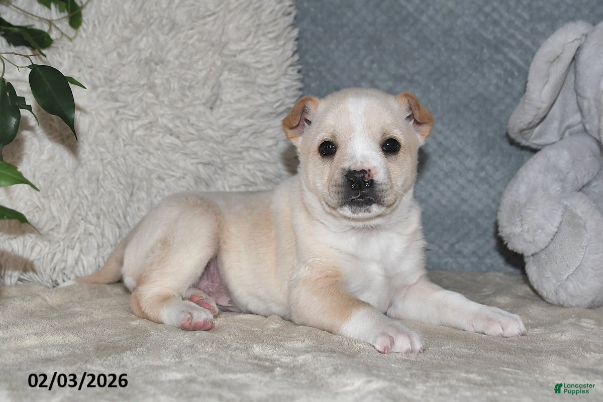 Mixed Breed dogs Shelia - Ad 2