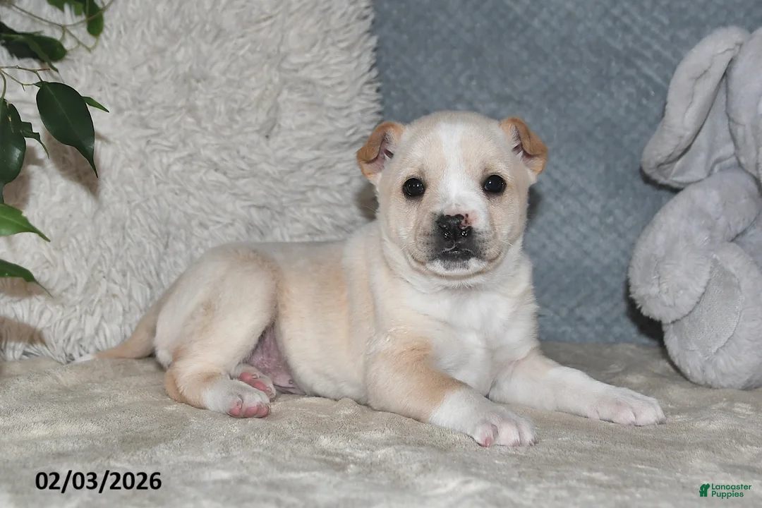 Mixed Breed dogs for sale: Shelia - Ad 1