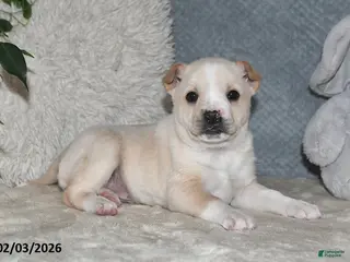 Mixed Breed dogs Shelia - Ad 11