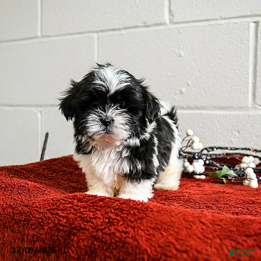 Shih Tzu dogs for sale: Hero - Ad 1