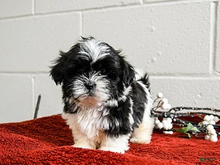 Shih Tzu dogs Hero - Ad 22
