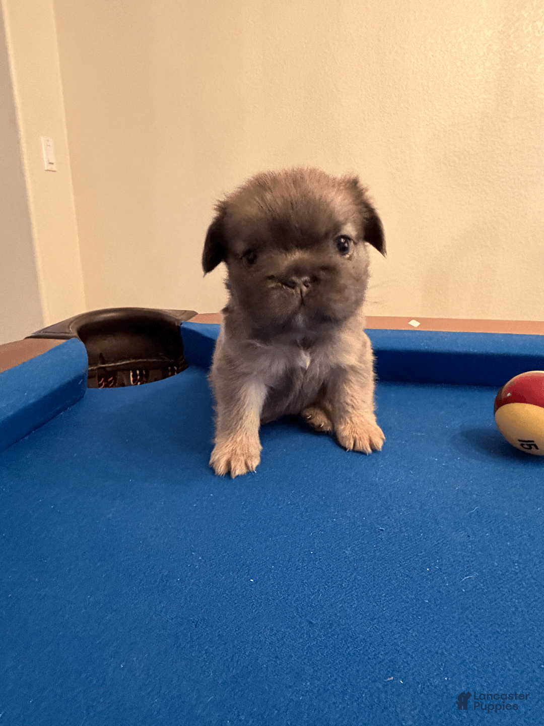 French Bulldog dogs for sale: French Bulldog Puppy 4 - Ad 2