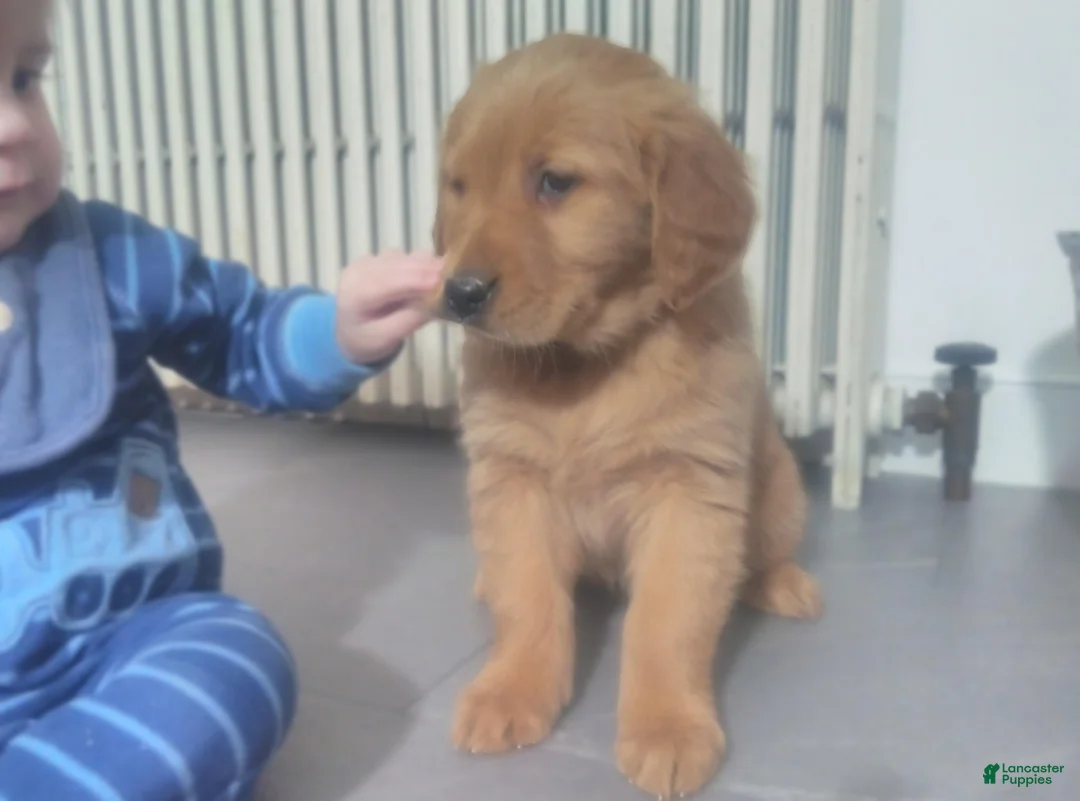 Golden Retriever dogs for sale: Willow (maroon Collar) - Ad 3