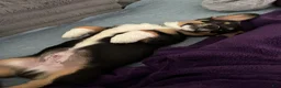 Welsh Corgi Pembroke dogs for sale: BHT Male Welsh Corgi Pembroke - Ad 9