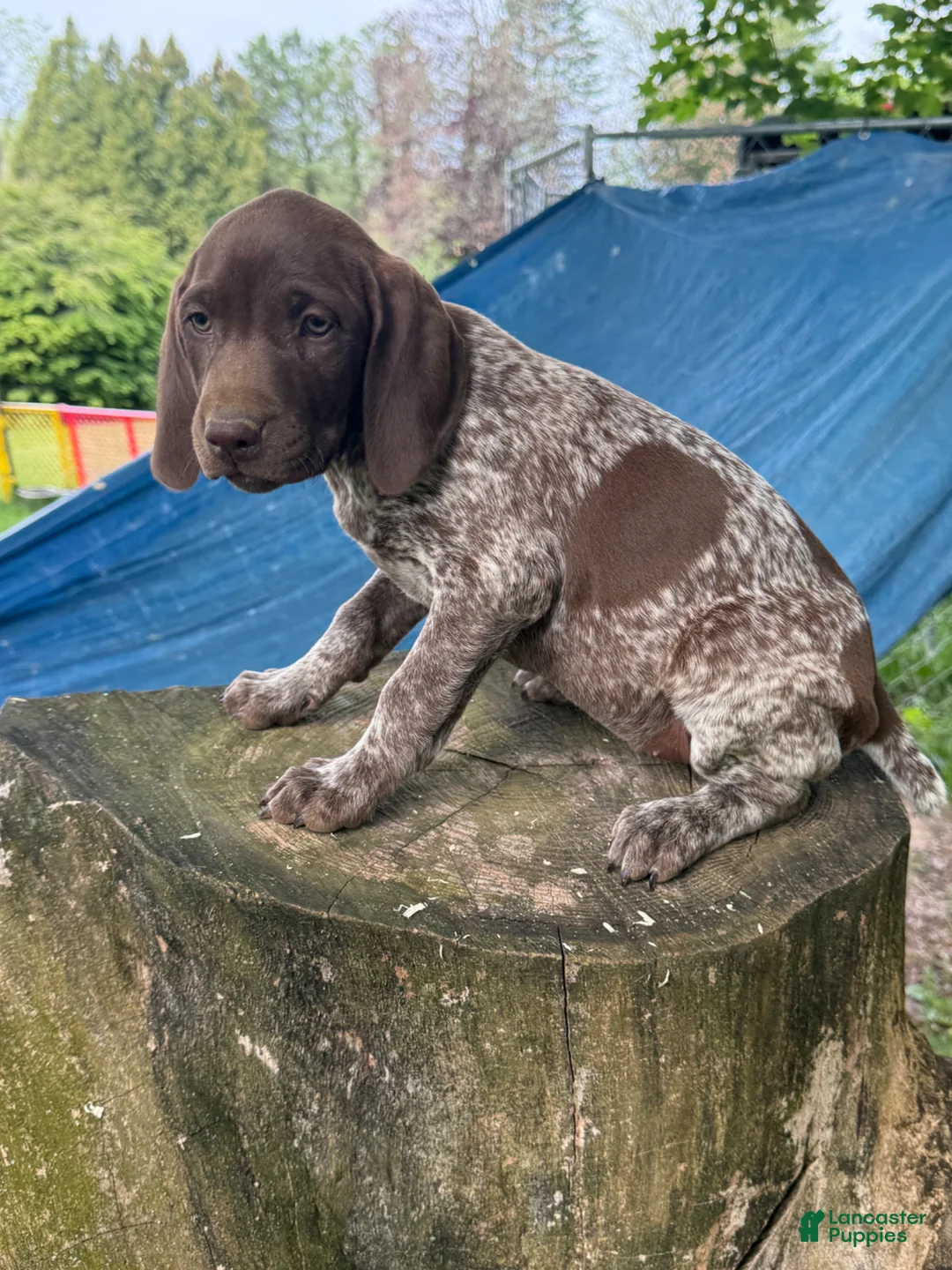 German Shorthaired Pointer dogs for sale: Gracie - Ad 2