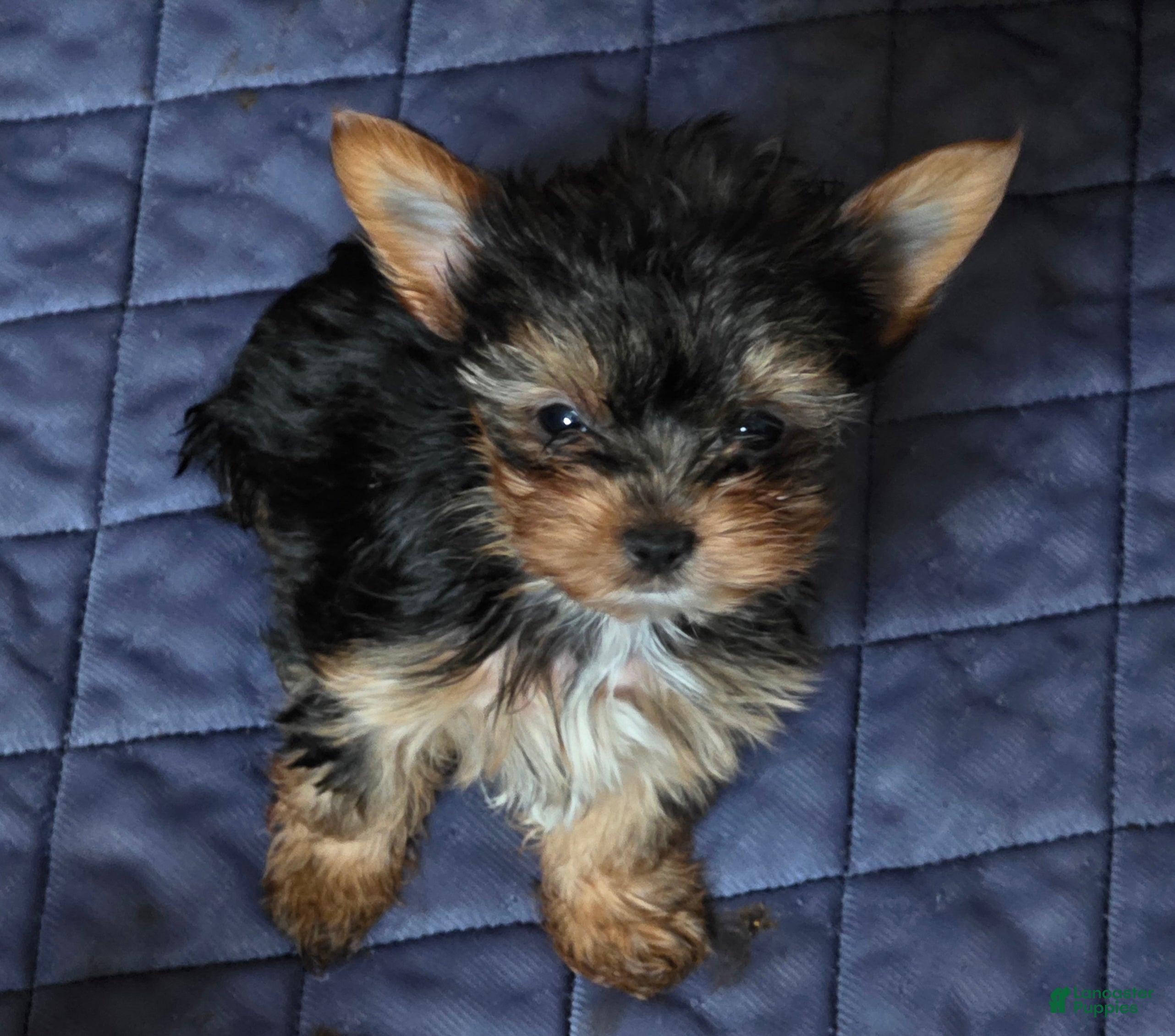 Yorkshire Terrier dogs AKC MIDNIGHT (Teacup) - Ad 2