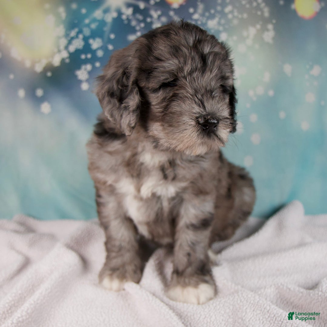 Mixed Breed dogs for sale: Bethany - Ad 3