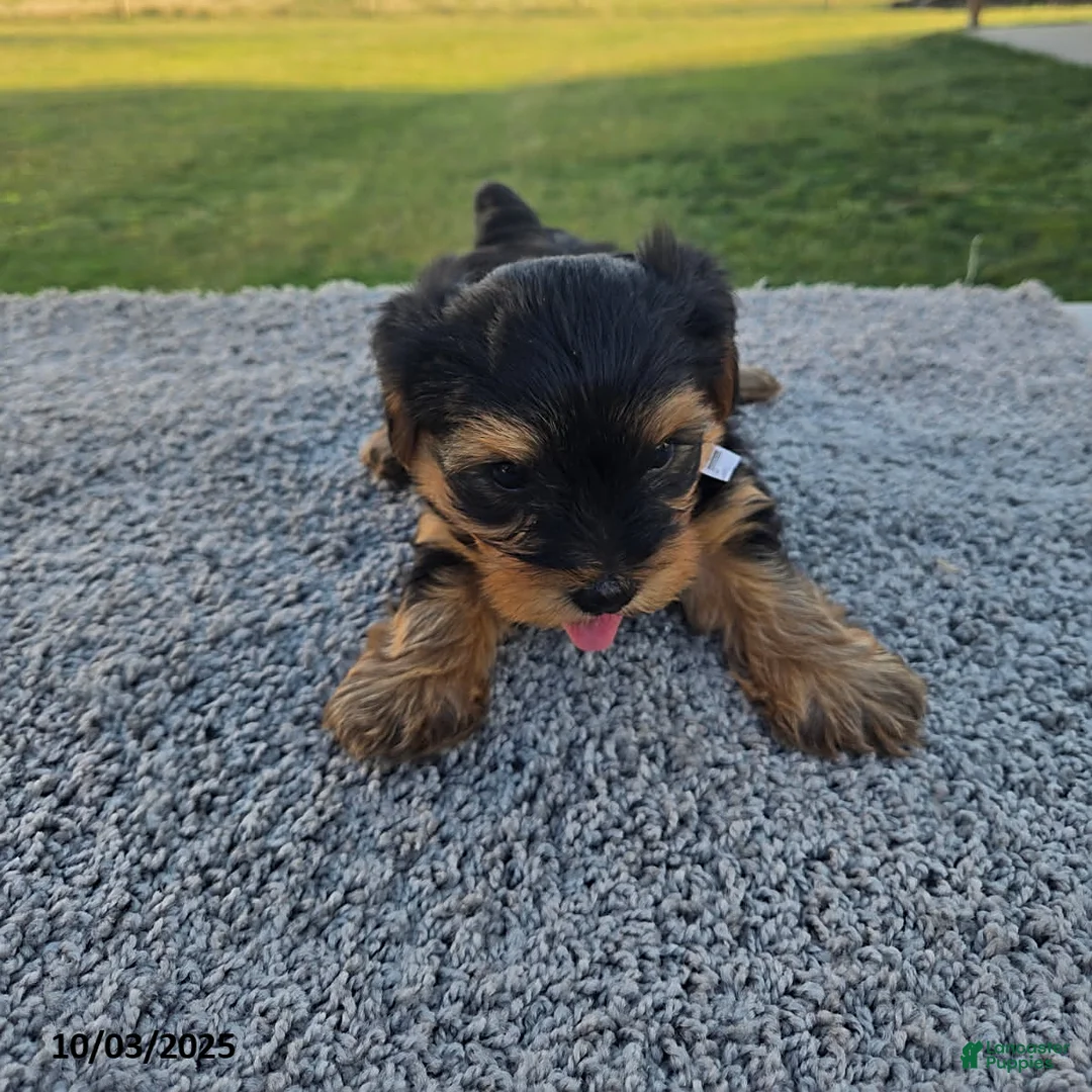 Yorkshire Terrier dogs for sale: Sammy - Ad 3