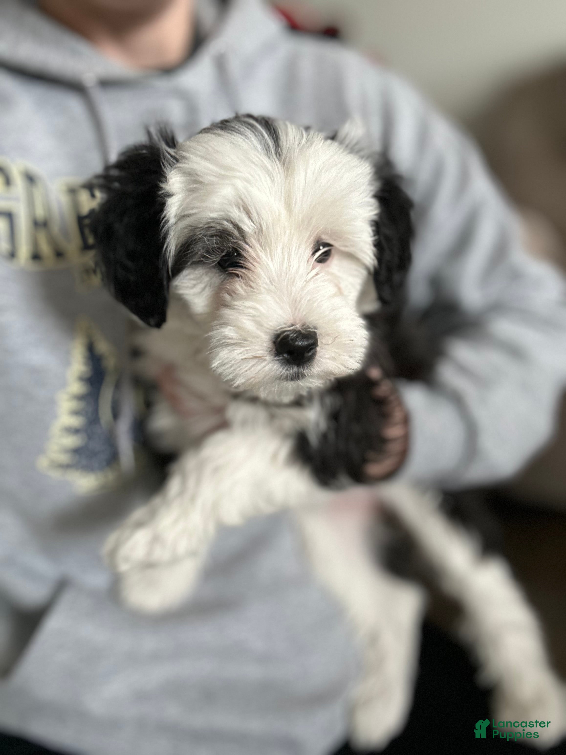 Mixed Breed dogs Bella - Ad 1