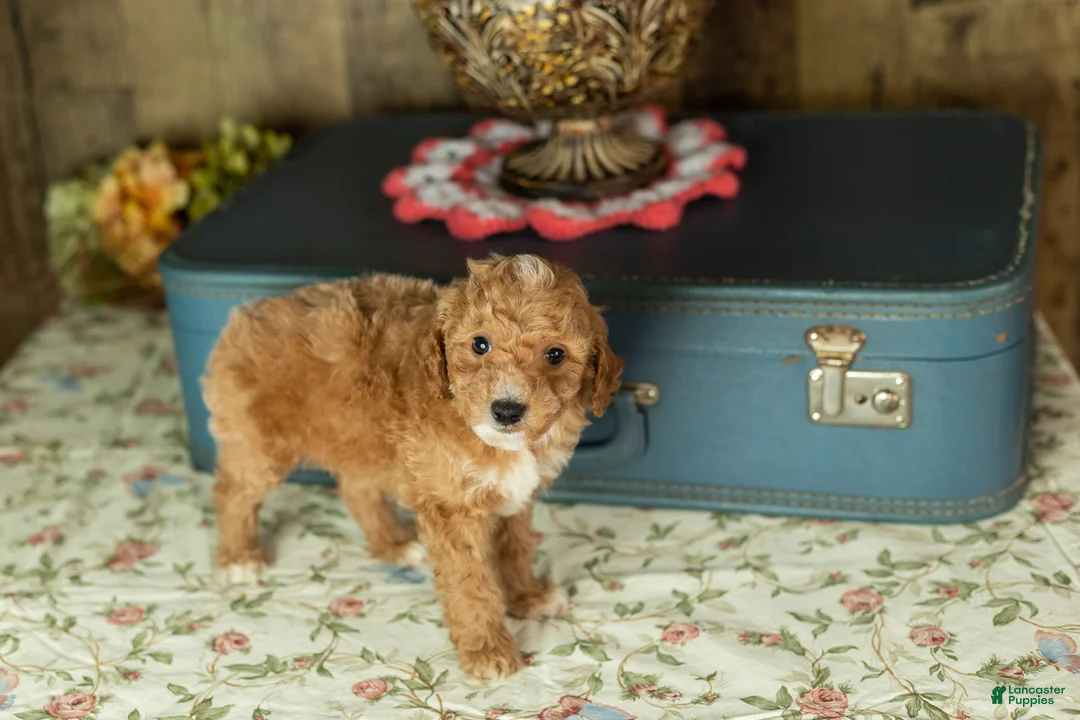 Mixed Breed dogs for sale: Toby  - Ad 4