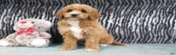 Mini Goldendoodle dogs for sale: Angel - Ad 5