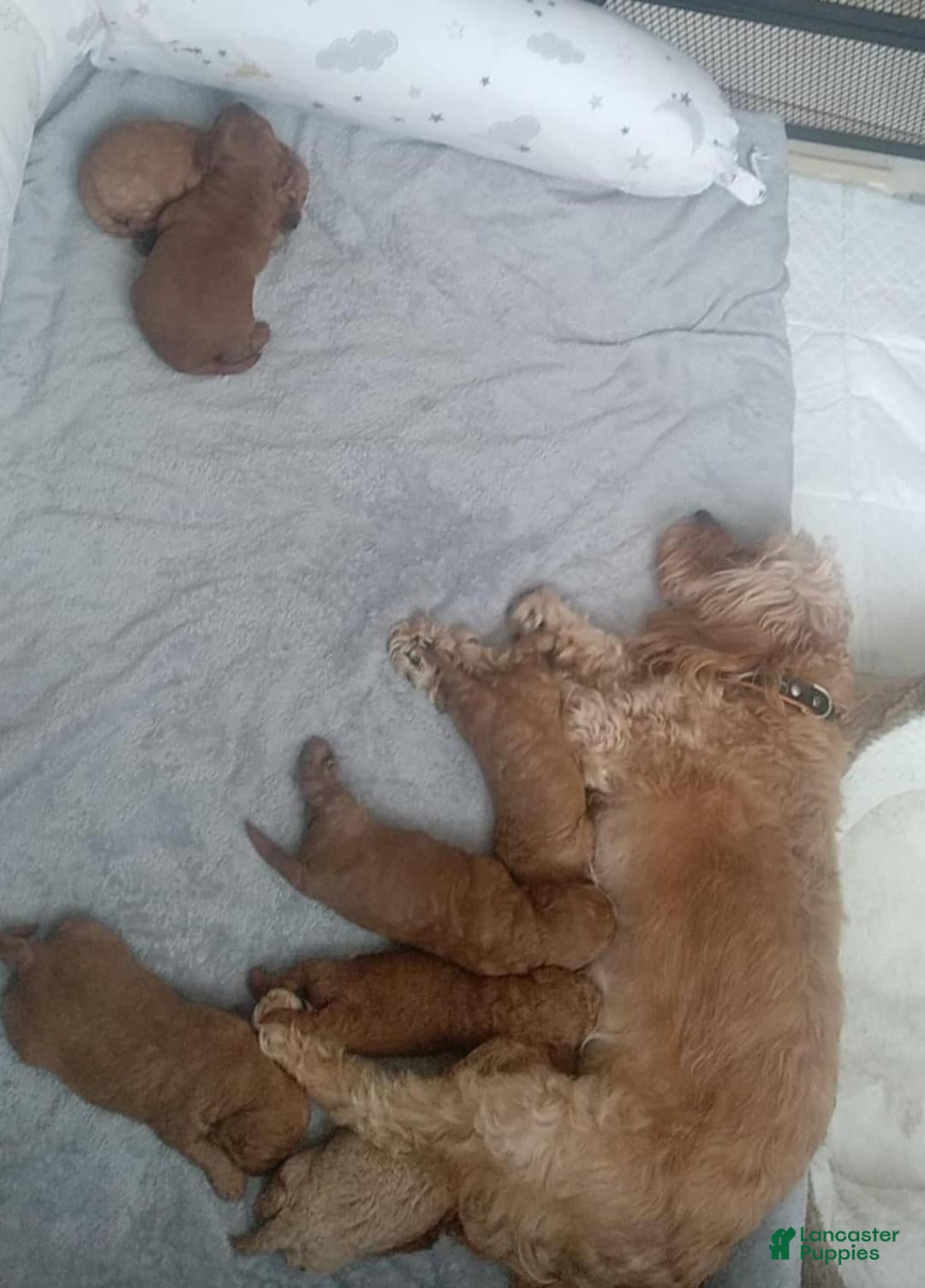 Cavapoo dogs for sale: Johnny  - Ad 2