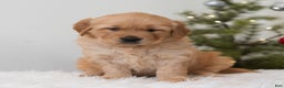 Golden Retriever dogs for sale: Hoho  - Ad 2