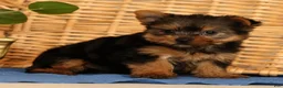Yorkshire Terrier dogs for sale: Zoe - Ad 4