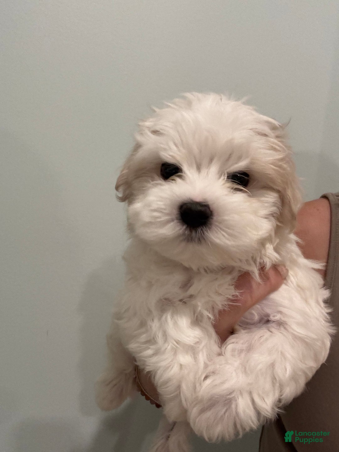 Maltese dogs for sale: Winter - Ad 4