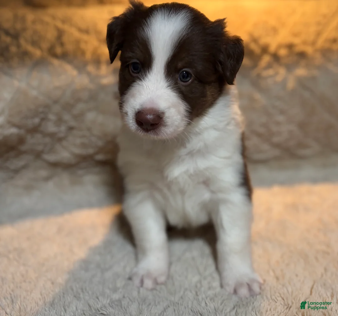 Australian Shepherd dogs for sale: Australian Shepherd 1 - Ad 1