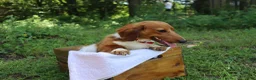 Miniature Dachshund dogs for sale: Miniature Dachshund 1 - Ad 3