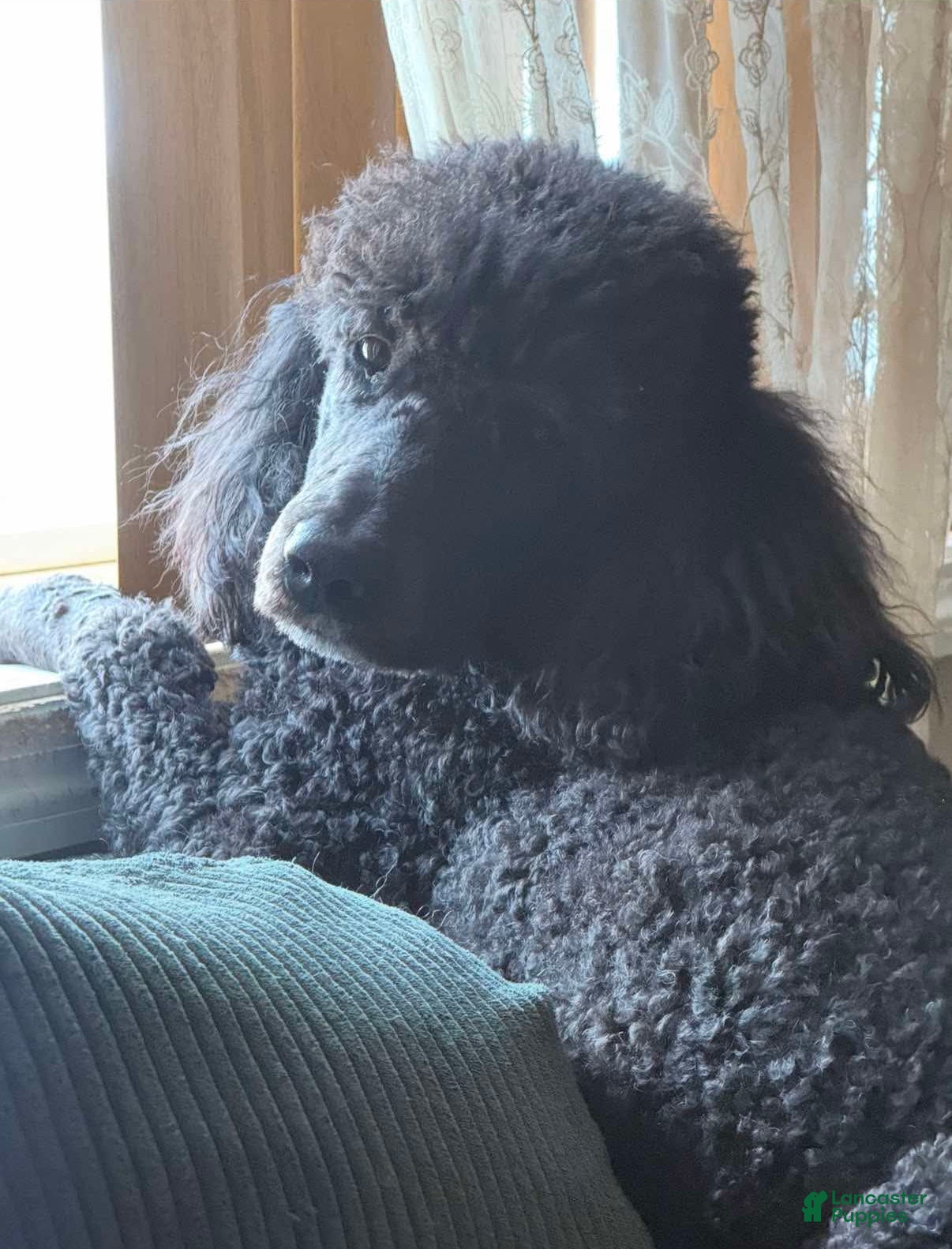 Goldendoodle dogs Monty - Ad 2