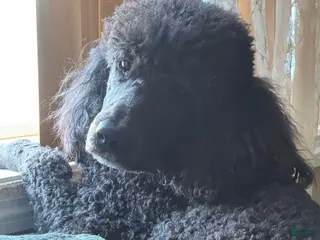 Goldendoodle dogs Monty - Ad 2