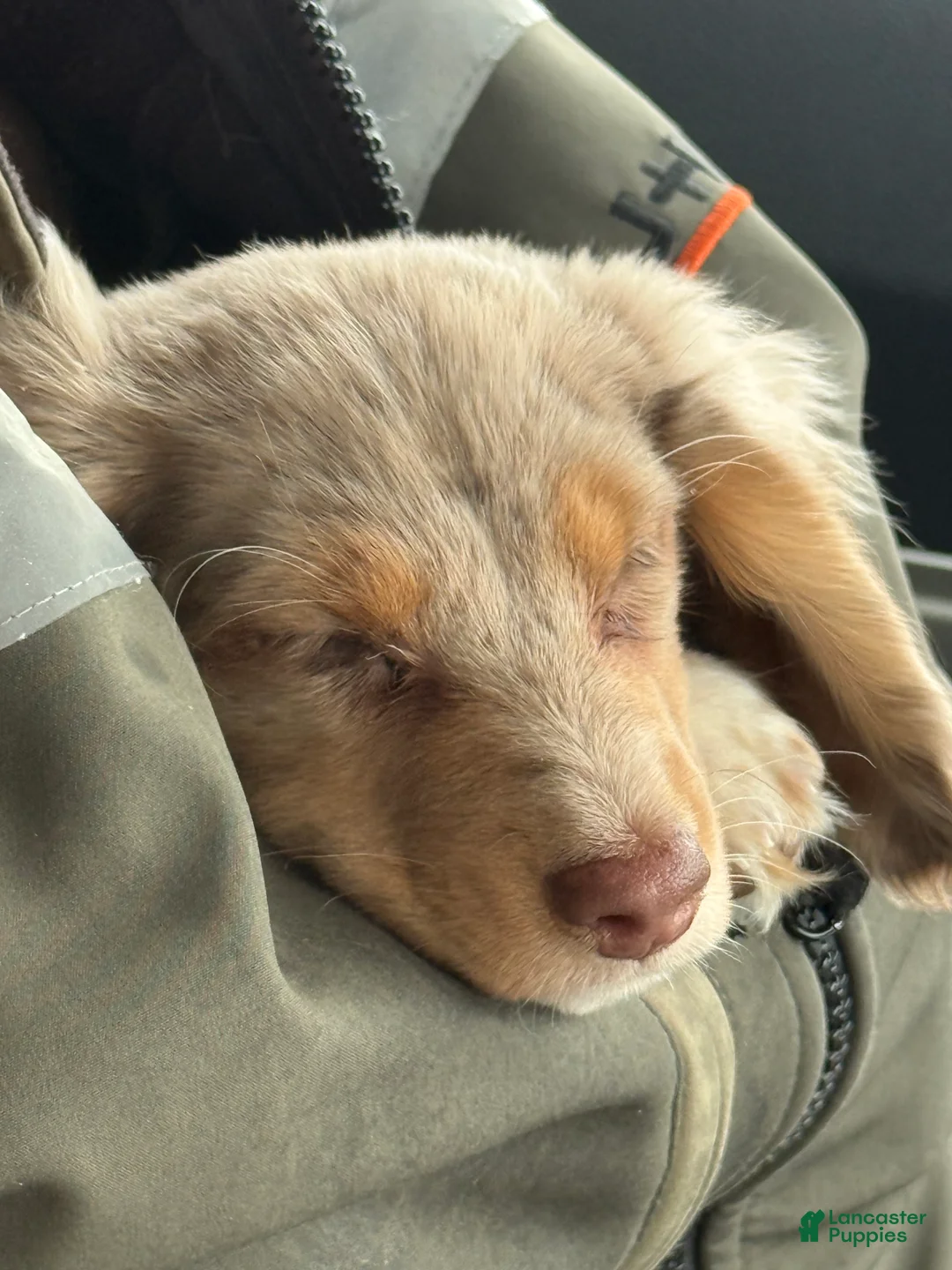 Dachshund dogs for sale: Dachshund Puppy 1 - Ad 4