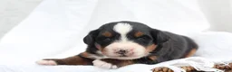 Bernedoodle dogs for sale: Maverick - Ad 2
