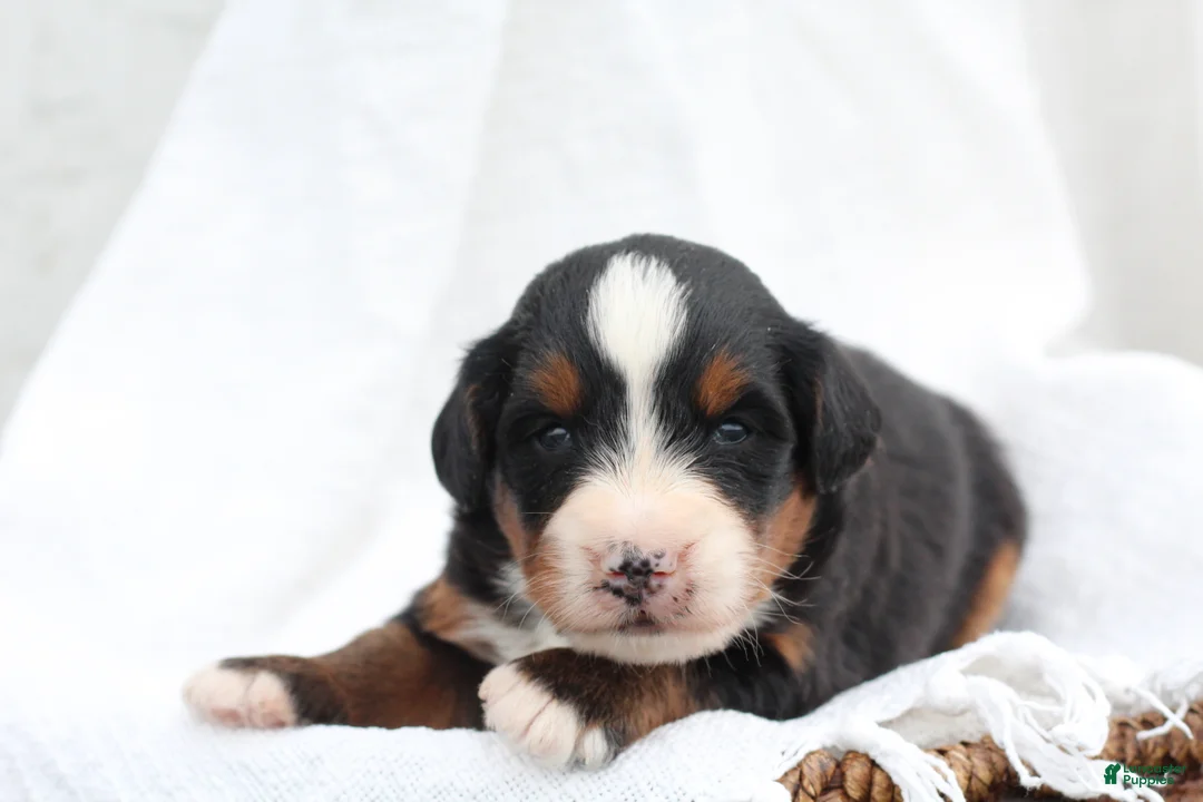 Bernedoodle dogs for sale: Maverick - Ad 2