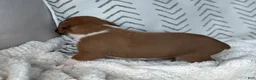 Boxer dogs for sale: Charlie - Ad 5
